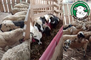 Jual Kambing Qurban Kramatjati, Jaktim